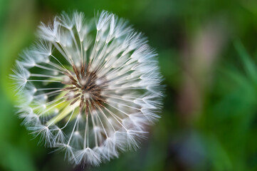 The seed of the dandelion ist ready for the wind to carry ist away.