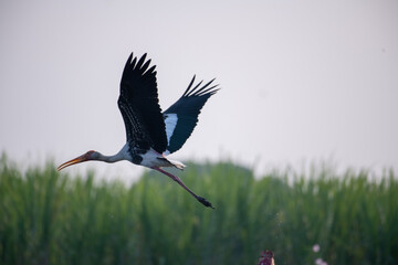 stork in the grass