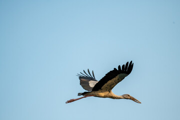 osprey in flight