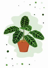 A plant in a pot, calathea, green leaves, isolated, vector