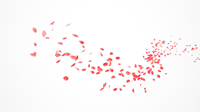 Red rose petals fly in the air on a white background. Red Roses Petals Flow in the wind Isolated on white background. Abstract Red Leaves flower blow on curve path on white background. 3d render
