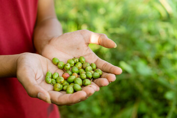 Indonesian worker is gathering coffee beans on plantation