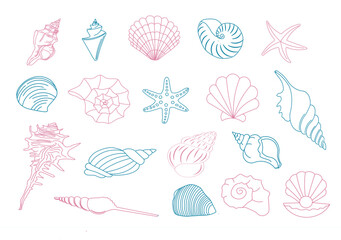 Different ocean, sea shells collection.	