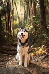Lovely Siberian husky dog is sitting and grinning in the forest. 