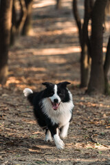 Naklejka na ściany i meble Happy border collie puppy is playing in the forest.