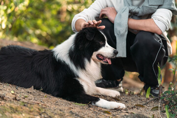 A hand is gently touch border collie dog's head. 