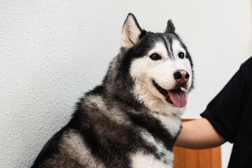 close up of human hands playing with Siberian husky puppy.