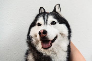 Obraz premium close up of human hands playing with Siberian husky puppy.