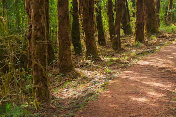 Trekking route through dense forest towards Varsey Rhododendron Sanctuary or Barsey Rhododendron Sanctuary. A very popular tourist trekking route at Sikkim, India.