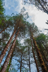 Big trees touching blue sky above. Barsey or Varsey rhododendron sanctuary, Sikkim, India.