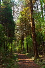 Trekking route through dense forest towards Varsey Rhododendron Sanctuary or Barsey Rhododendron Sanctuary. A very popular tourist trekking route at Sikkim, India.