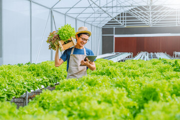 Naklejka na ściany i meble Happiness Asian Man gardener Working with freshness vegetable hydroponic greenhouse in hydroponic farm