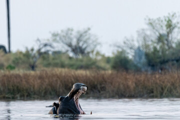 Telephoto shot of the head of a partially submerged hippopotamus, Hippopotamus amphibius, being restless in the Okavango Delta, Botswana.