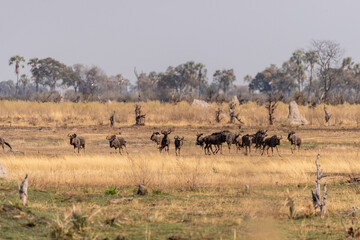 Fototapeta na wymiar Telephoto shot of a herd of blue wildebeest - Connochaetes taurinus- standing on the plains of the Okavango Delta, Botswana.