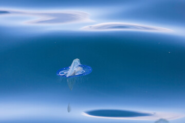 jellyfish, jellyfish in water, By-the-Wind Sailor

