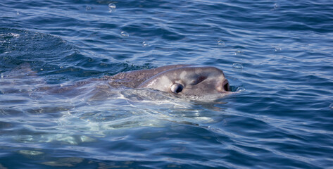 Ocean Sunfish, mola mola eating a By-the-Wind Sailor

 - obrazy, fototapety, plakaty