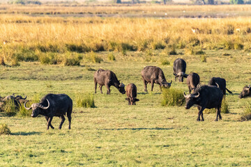 Telephoto shot of a herd of Cape Buffalo - Syncerus caffer- grazing along the banks of the Chobe river in Botswana