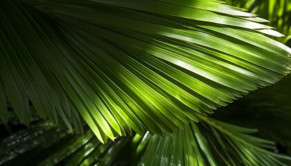 Macro shot of palm leaves texture in sunshine