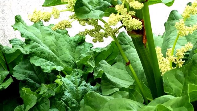 rhubarb with flowers in a German garden