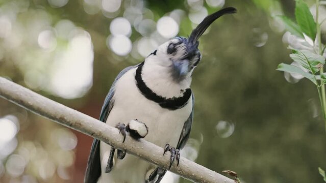 Blue Jay bird on jungle forest branch, close up view from bellow