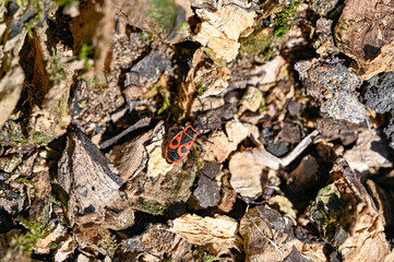One littel firebug on dead wood in may