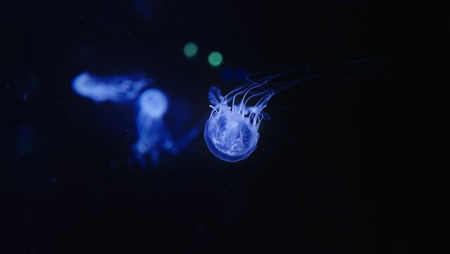 Glowing little blue jellyfish floating in slow motion on black background
