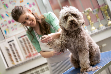 Shortening the hair on dog. Dog gets hair cut at Pet Spa Grooming Salon. Closeup of Dog. the dog...