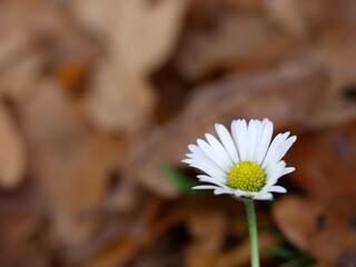 common daisy with autumn leaf background