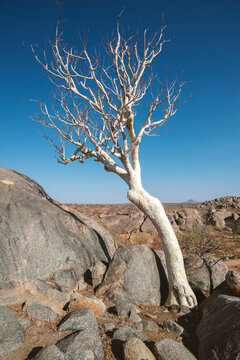 bare desert tree