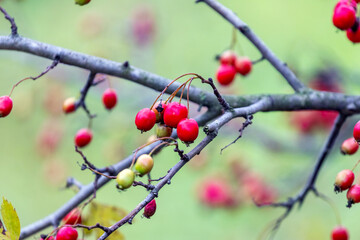 Fototapeta na wymiar Hawthorn bush with red berries on a blurred background