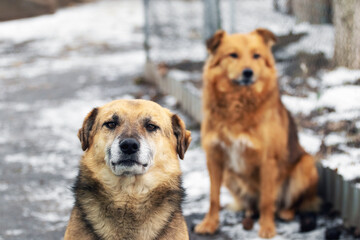 Two dogs sit in the yard in winter and look attentively ahead
