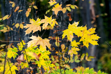 Yellow maple leaves in the forest with a background of trees