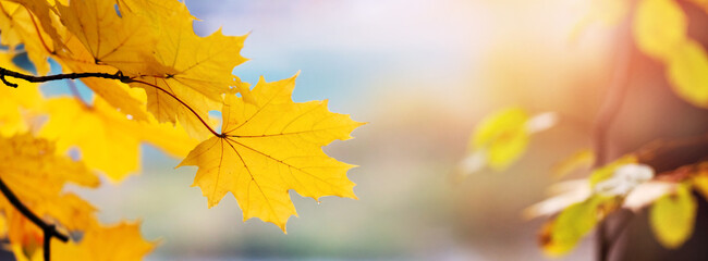 Close up of yellow maple leaves on a tree on a blurred background in light tone