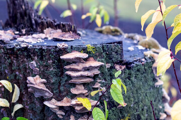Old stump with inedible mushrooms in the forest