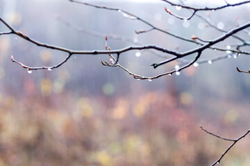 Wet tree branch with raindrops on a blurred background
