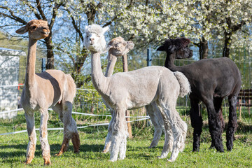 Alpaca Breeding. Closeup Group Domesticated Camelid Mammal, Lama Pacos In Yard Of Farm in Summer Time. Animal Husbandry, Livestock. Horizontal Plane
