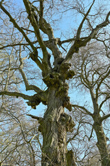 Old dead tree still standing for birds and insects