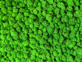 Close-up surface of the wall covered with green moss. Modern eco friendly decor made of colored...