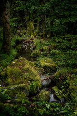 Fototapeta premium Forêt humide