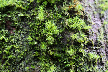 Lush, green moss covers the forest floor, creating a vibrant, textured landscape in the natural, blurred environment