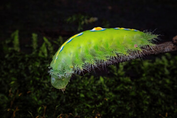 Fototapeta premium caterpillar on a leaf