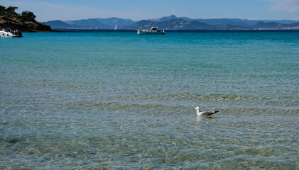 The sand beach of the famous Porquerolles Island, Provence, France. Seagull swaying on the waves. Yachts in the distance. Copy space.