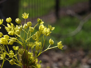 Branch blooming holly maple spring nature