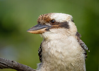 Kookaburra portrait in a suburban garden