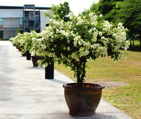 Close up of White paper flowers in plant pot in front of the building. White in plant pot on the concrete floor.