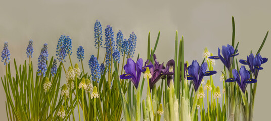 Floral spring border of iridodictyum and muscari.