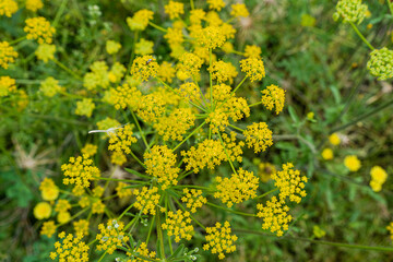 Wild plant flowering background