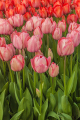 Blooming pink tulips in the park