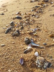 Close up of shells and pebbles on the tropical sand beach.