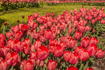 Blooming red tulips in the park  on a sunny spring day